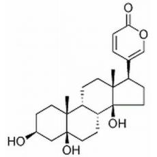 远华蟾蜍精