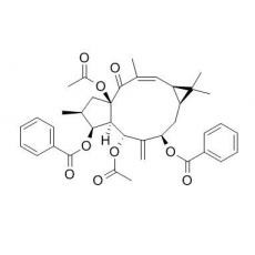 大戟因子L2