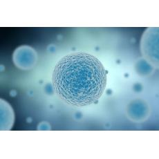 人胚肾细胞；293 [HEK-293]