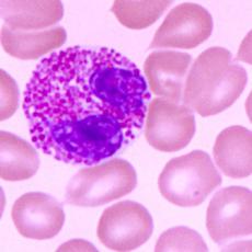 小鼠黑色素瘤细胞；B16	